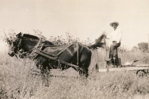 Horse drawn plow and driver.